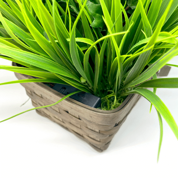 SG Xtreme Life Plant - Image 2